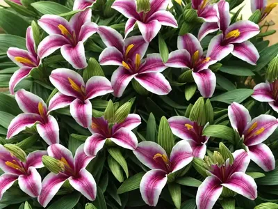 Alstroemeria ‘Princess Ivana’ (Peruvian Lily)