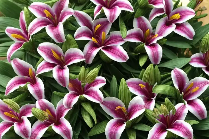 Alstroemeria ‘princess ivana’ (peruvian lily)