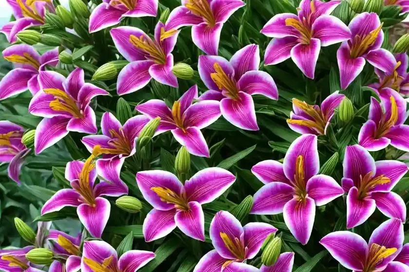 Alstroemeria ‘princess mathilde’ (peruvian lily) — photo 3