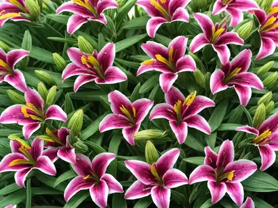 Alstroemeria ‘Princess Mathilde’ (Peruvian Lily)