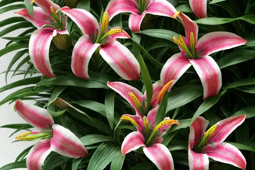 Alstroemeria psittacina (parrot lily) — photo 2