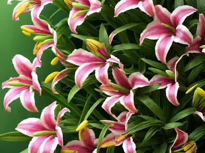 Alstroemeria Psittacina (Parrot Lily)