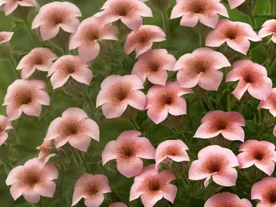 Althaea Trimestris (Malva Trimestris)