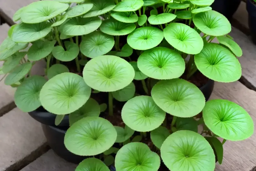 Aluminum plant (pilea cadierei) — photo 2