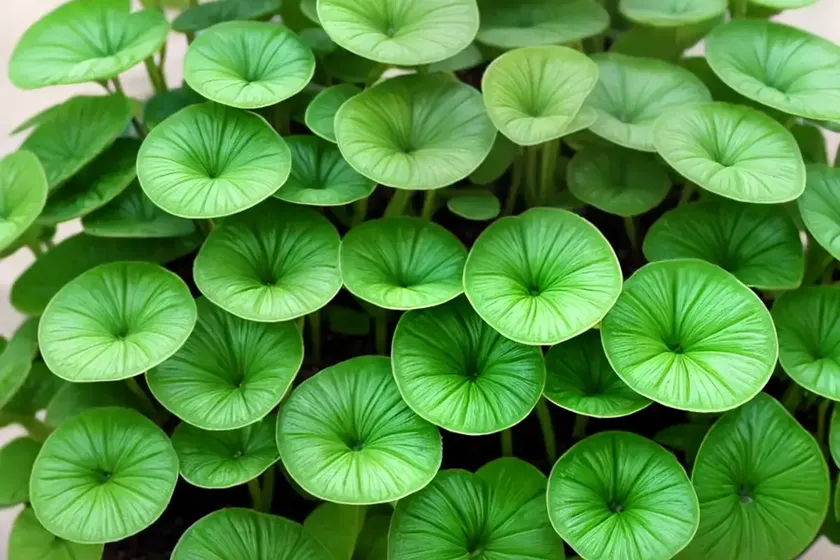 Aluminum plant (pilea cadierei) — photo 3