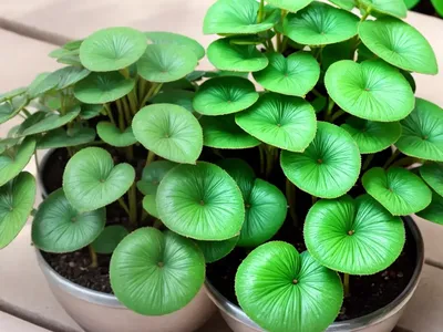 Aluminum Plant (Pilea Cadierei)