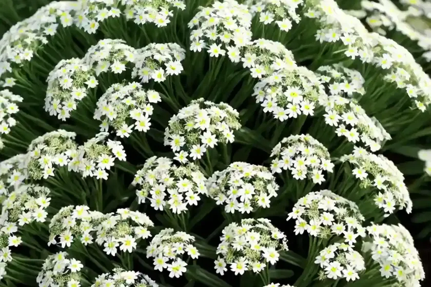 Alyssum (alyssum propinquum) — photo 3
