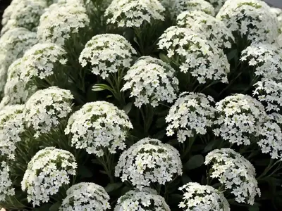 Alyssum (Alyssum Propinquum)