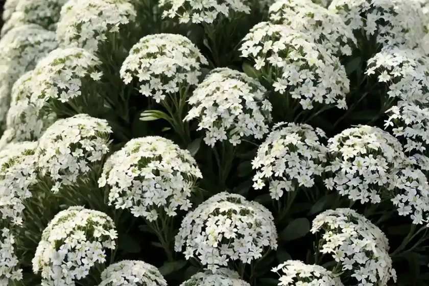 Alyssum (alyssum propinquum)