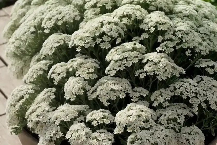 Alyssum (Lobularia Maritima) — photo 2