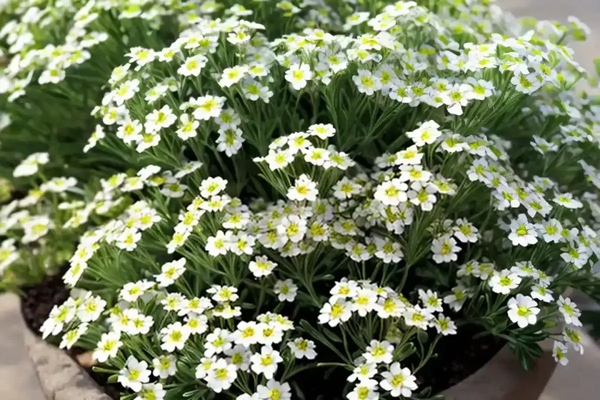 Alyssum (Lobularia Maritima) — photo 3