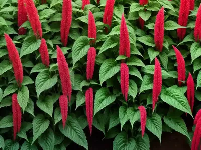 Amaranth (Amaranthus)