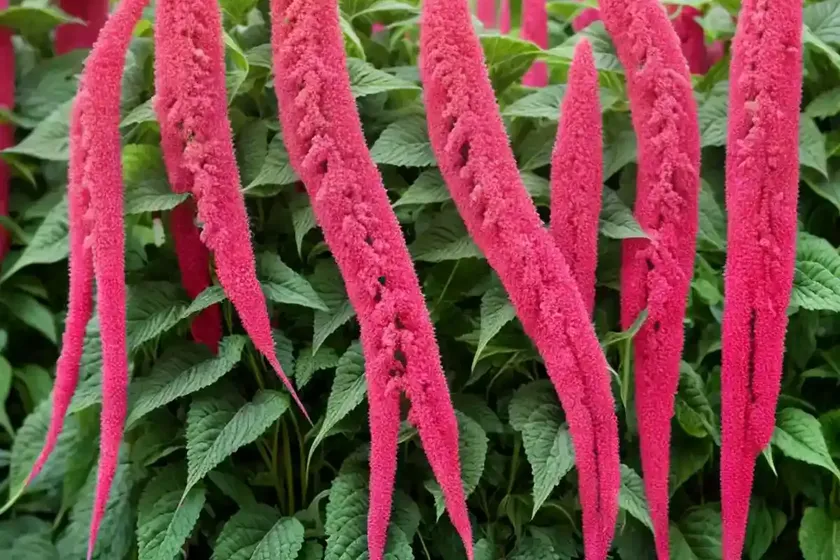 Amaranthus caudatus ‘dreadlocks’ (love-lies-bleeding) — photo 2