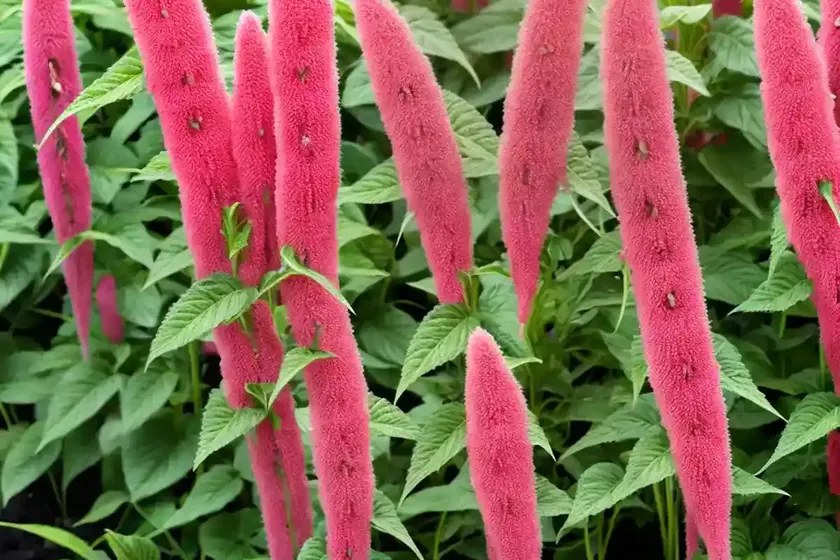 Amaranthus caudatus ‘dreadlocks’ (love-lies-bleeding) — photo 3