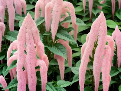 Amaranthus Caudatus (Love-Lies-Bleeding)