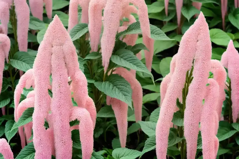 Amaranthus caudatus (love-lies-bleeding)