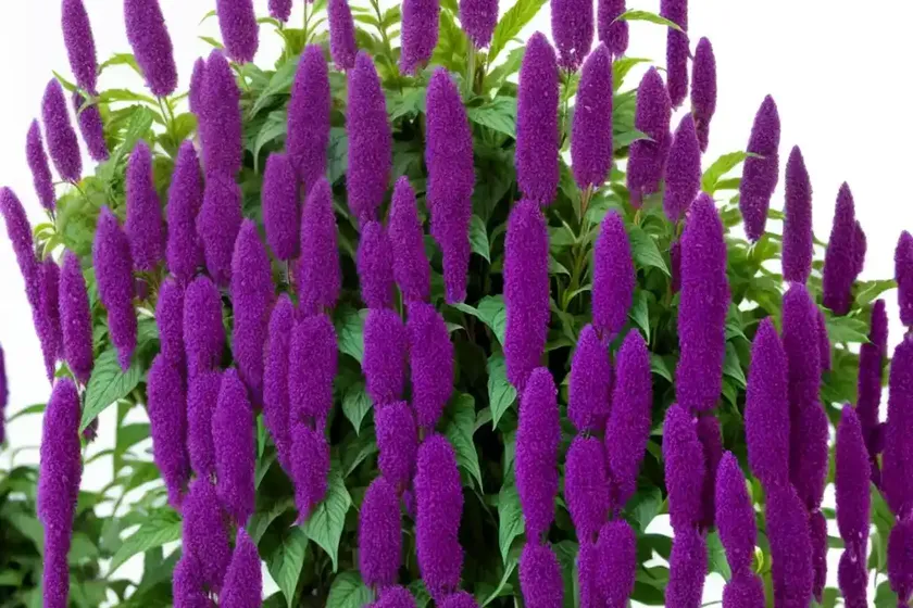 Amaranthus cruentus ‘velvet curtains’ (purple amaranth) — photo 2