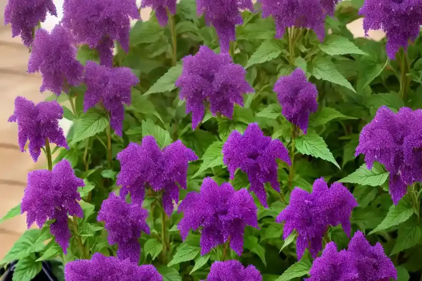 Amaranthus cruentus ‘velvet curtains’ (purple amaranth) — photo 3