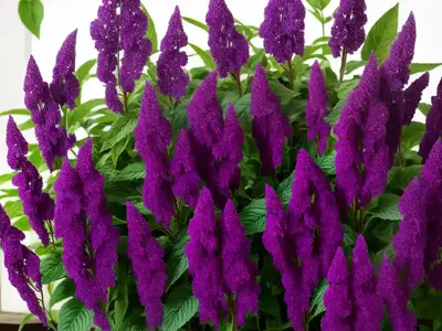 Amaranthus Cruentus ‘Velvet Curtains’ (Purple Amaranth)