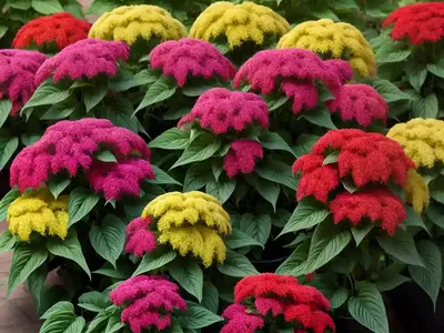 Amaranthus Tricolor ‘Early Splendor’ (Joseph’s Coat)
