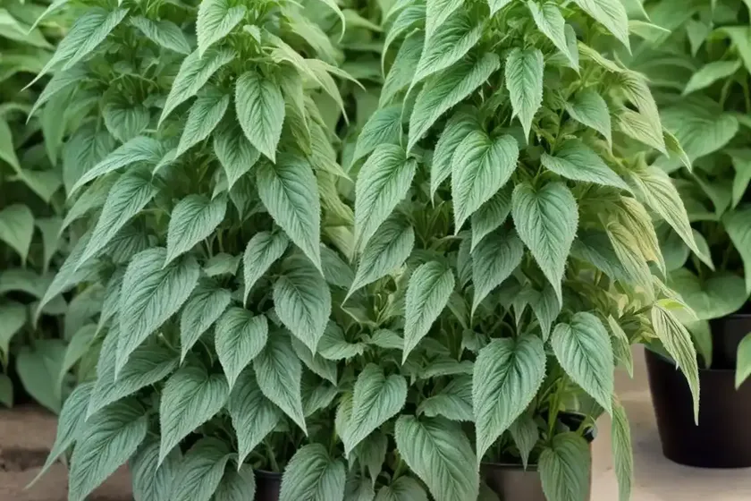 Amaranthus viridis (slender amaranth) — photo 3