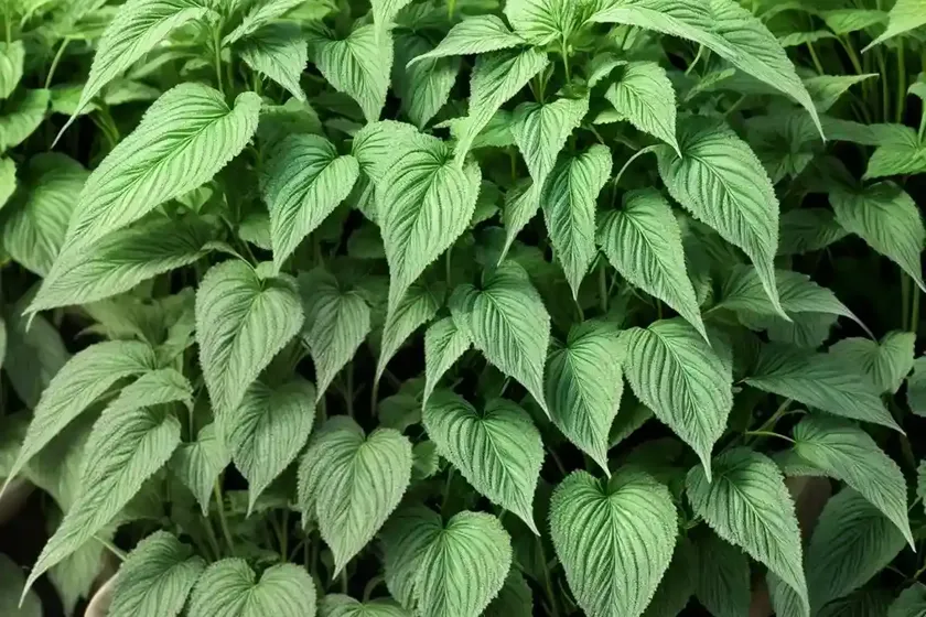 Amaranthus viridis (slender amaranth)