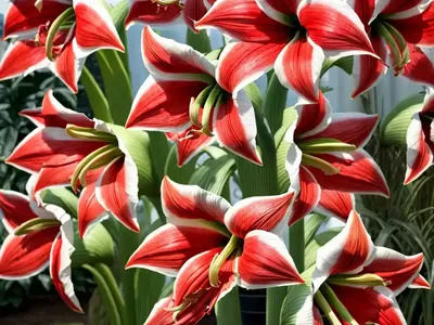 Amaryllis ‘Alfresco’ (Hippeastrum)