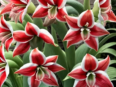 Amaryllis ‘Apple Blossom’ (Hippeastrum)