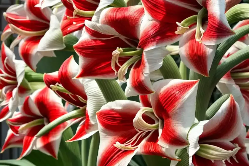 Amaryllis ‘benfica’ (hippeastrum) — photo 2