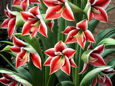Amaryllis ‘Blossom Peacock’ (Hippeastrum)
