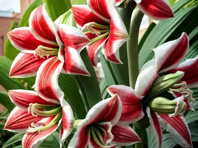 Amaryllis ‘Bogota’ (Hippeastrum)