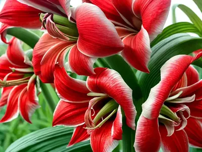 Amaryllis ‘Cherry Nymph’ (Hippeastrum)