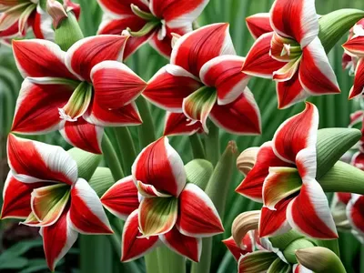 Amaryllis ‘Clown’ (Hippeastrum)