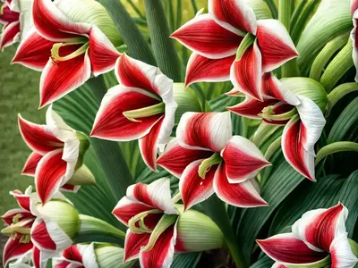 Amaryllis ‘Dancing Queen’ (Hippeastrum)