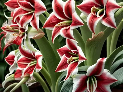 Amaryllis ‘Double King’ (Hippeastrum)