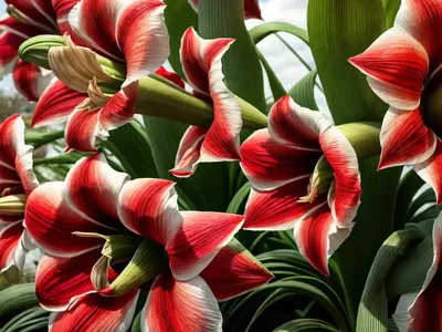 Amaryllis ‘Evergreen’ (Hippeastrum)
