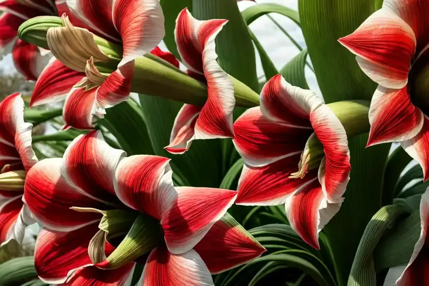 Amaryllis ‘evergreen’ (hippeastrum)