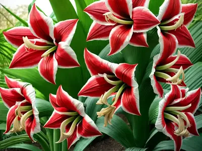 Amaryllis ‘Exotic Star’ (Hippeastrum)