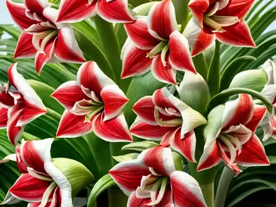 Amaryllis ‘Faro’ (Hippeastrum)