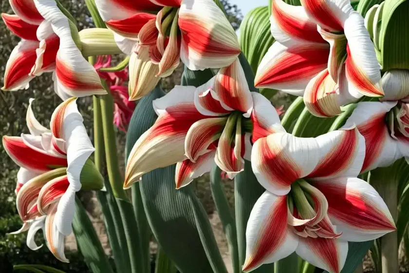 Amaryllis ‘giant amadeus’ (hippeastrum) — photo 2