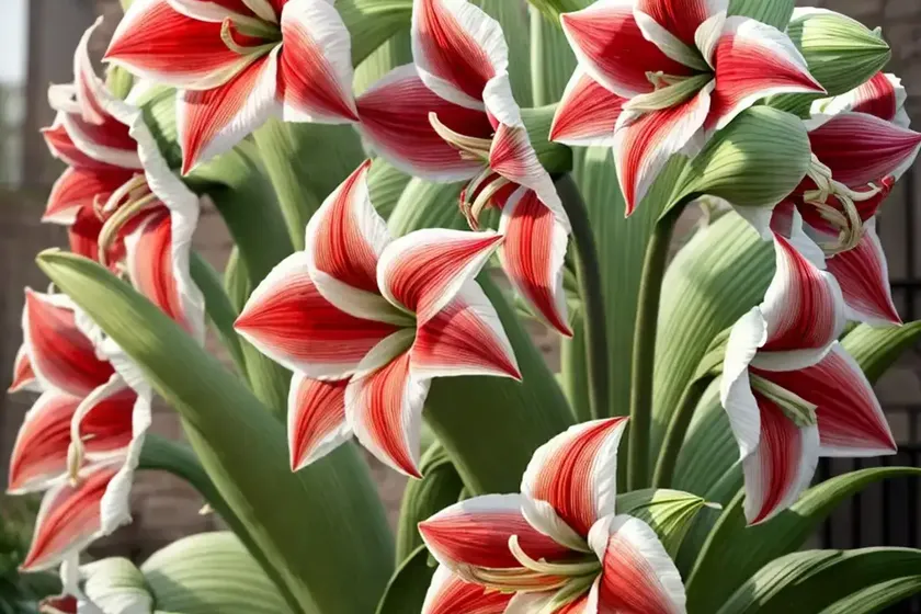 Amaryllis ‘hercules’ (hippeastrum) — photo 3