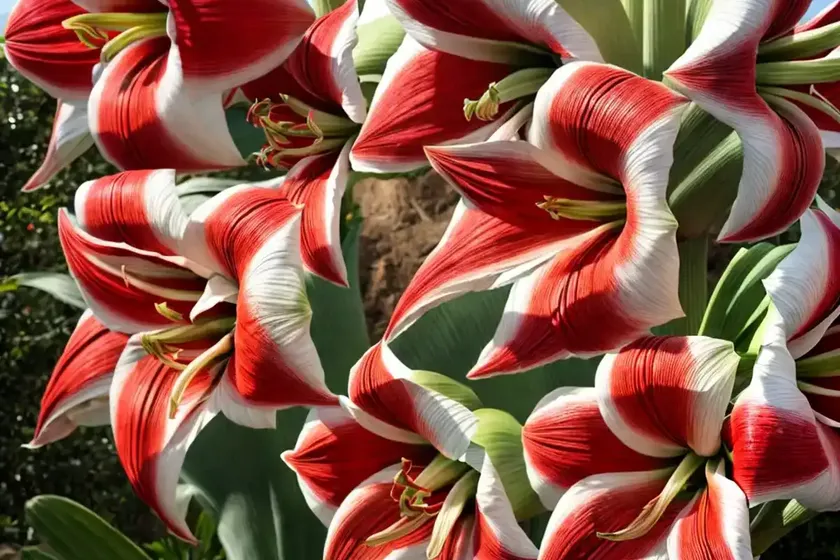 Amaryllis ‘la paz’ (hippeastrum) — photo 2