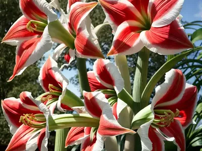 Amaryllis ‘La Paz’ (Hippeastrum)