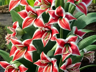 Amaryllis ‘Lagoon’ (Hippeastrum)