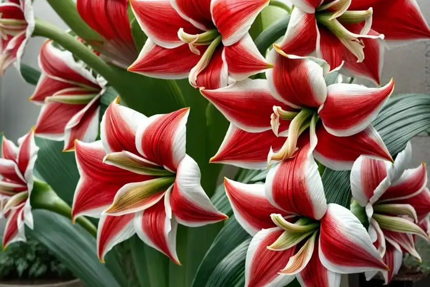 Amaryllis ‘magnum’ (hippeastrum) — photo 2