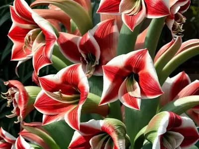 Amaryllis ‘Magnum’ (Hippeastrum)