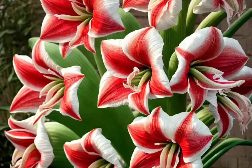 Amaryllis ‘misty’ (hippeastrum) — photo 2