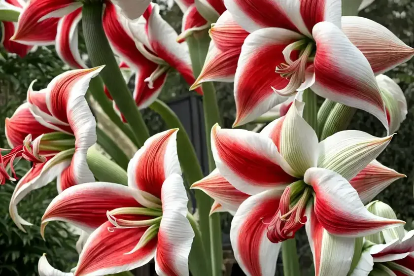 Amaryllis ‘misty’ (hippeastrum) — photo 3