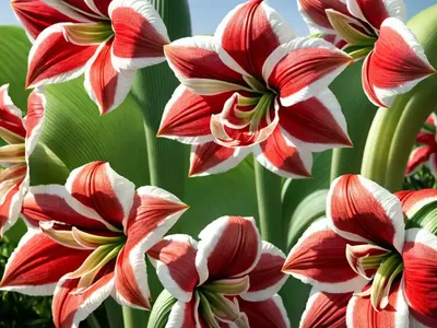 Amaryllis ‘Nymph’ (Hippeastrum)