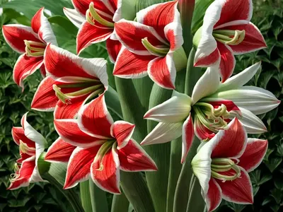 Amaryllis ‘Picotee’ (Hippeastrum)